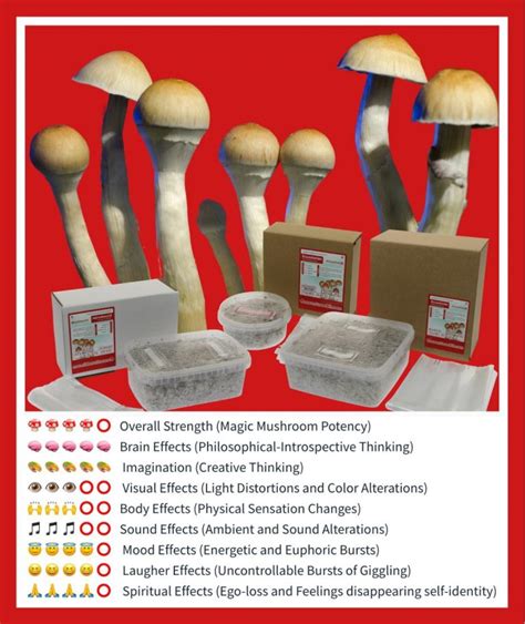 Start Your Journey to Enlightenment: EBay Auction for Magic Mushroom Cultivation Kits